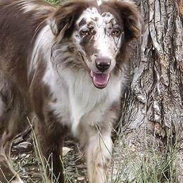 Dixie - Australian Shepherd