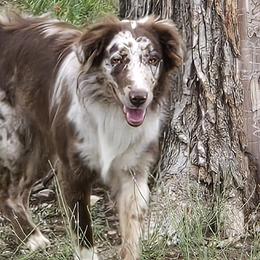Dixie - Australian Shepherd