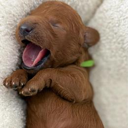 Green collar - Red  male Goldendoodle puppy in Monrovia, California from Fancy Paws Inc