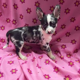 Sweet Pea - Blue merle female Chihuahua puppy in Henderson, Kentucky from Western Kentucky Chihuahua’s and Chinese Crested’s