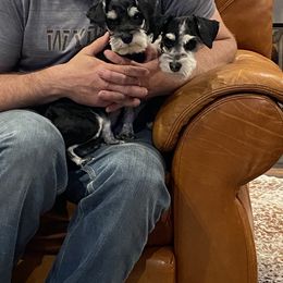 Irish Wolfhound and Miniature Schnauzer Puppies from Star Valley Schnauzers