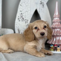 Fletcher - Cream male Dachshund puppy in Brenham, Texas from 1 Moore Dachshund