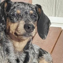 Dachshunds from Mini Dachshunds of New Mexico