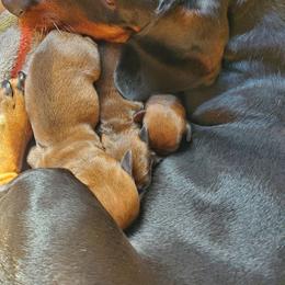 Girl 1 - Red female Dachshund puppy in Tucson, Arizona from Luna May's daschunds