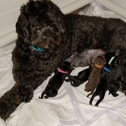 Labradoodle Puppies from Silver Star Doodles