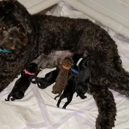Labradoodle Puppies from Silver Star Doodles