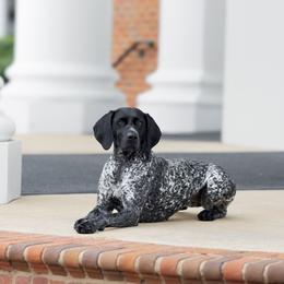 German Shorthaired Pointer puppies from Sandem German Shorthaired Pointers