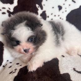 Boy 1 - Blue parti male Pomeranian puppy in Newalla, Oklahoma from Classy Poms