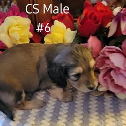 Dachshund Puppies from CLARK'S BREEDING PROGRAM