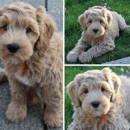 Cherry Lane Labradoodles breeder of 