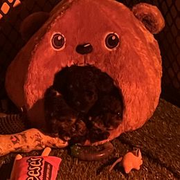 Miniature Schnauzer Puppies from Sugarbaby Kennel