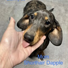 Stormy Jo - Dachshund