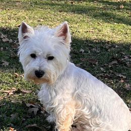 Dolly - West Highland White Terrier