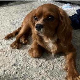 Ellie - Ruby female Cavalier King Charles Spaniel puppy in Spanaway, Washington from Roy-alty Cavaliers