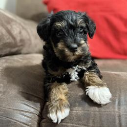 Nora - Black and tan female Schnoodle puppy in Warrensburg, Missouri from Dreamer Ridge Puppies