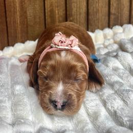 Teddy - Red male Australian Labradoodle puppy in Citrus Heights, California from Elite Blend Labradoodles