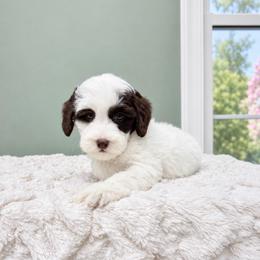 Mindy - Chocolate female Labradoodle puppy in Springfield, Ohio from Dawson & Daryn's Royal Companions