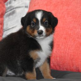 Captain - Black tri male Miniature Australian Shepherd puppy in Lowgap, North Carolina from Baileys Mini Aussies