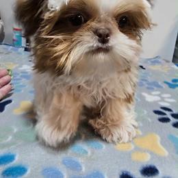 Liver and White Boy - Red and white male Shih Tzu puppy in Tenino, Washington from Dolled Up Pup