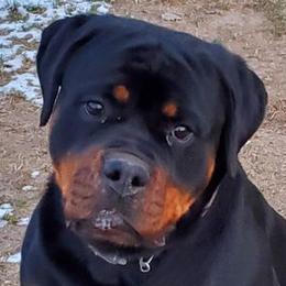 Rottweilers from K-9 Kingdom
