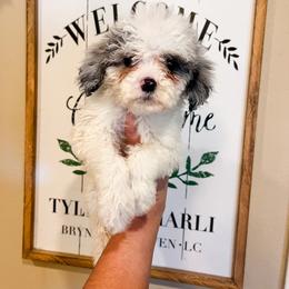 Miss Jazz - Merle female Sheepadoodle puppy in Sulphur Bluff, Texas from V6 Ranch Dogs