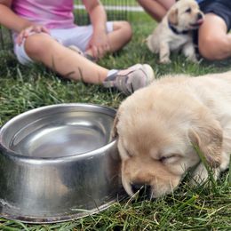 Labrador Retriever Puppies from Gabriel Ben-Yosef