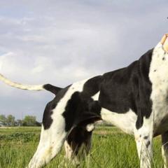 Pointers from Blackthorne Pointers