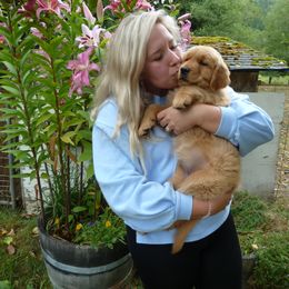Golden Retriever Puppies from Hunnydew Goldens
