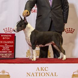 Tina - Miniature Bull Terrier