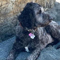 Bordoodles from Coast Redwoodles