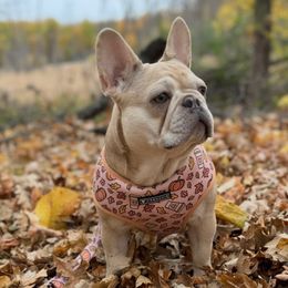 Shanty - French Bulldog