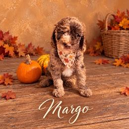 Winnie - Merle female Whoodle puppy in Knoxville, Tennessee from Fleury Farm Doodles TN