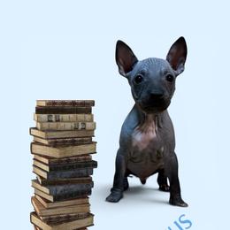 Atticus - Black and tan male American Hairless Terrier puppy in Buckingham, Illinois from Gaus Hof