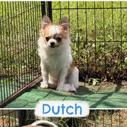Chihuahua puppies from PAWSitive Cheeky Chihuahuas