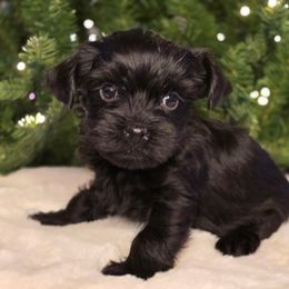 Lola - Parti female Yorkshire Terrier puppy in Mountain Grove, Missouri from Precious Puppies
