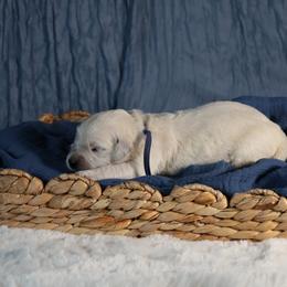 Alpine - Light golden male Golden Retriever puppy in Payette, Idaho from Stonewick Retrievers
