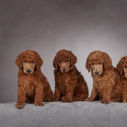 Poodle Puppies from Independence Poodles