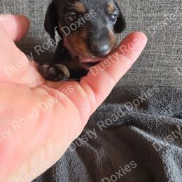 Jackie - Black and tan female Dachshund puppy in Blanchard, Oklahoma from Dusty Road Doxies