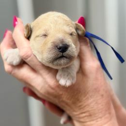 Greg - Blue Collar - Cream male Goldendoodle puppy in Norfolk, Virginia from 757 Doodles