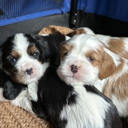 Cavalier King Charles Spaniel Puppies from Blessed Cavaliers