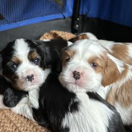 Cavalier King Charles Spaniel Puppies from Blessed Cavaliers