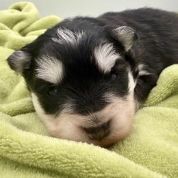 Minnow - Black and white female Pomsky puppy in Auburn, Washington from Periwinkle Pomskies