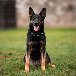 Happy - German Shepherd