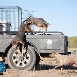 Sam - Blue Lacy