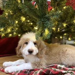 Ornament Balls RED PARTI (was Oogie Boogie) - Red male Bernedoodle puppy in Lookout, California from Remington Kennels, LLC