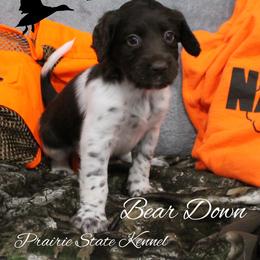 Bear Down - Brown and white male Kleine Munsterlander puppy in New Lenox, Illinois from Prairie State Kennel