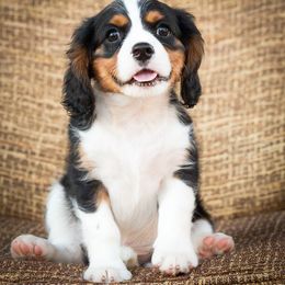 Cavalier King Charles Spaniel Puppies from Phoenix Cavaliers - Cavalier King Charles Spaniels