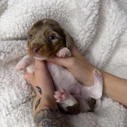 Kenai - Piebald male Dachshund puppy in Hesperia, California from Teenie Tiny Doxies