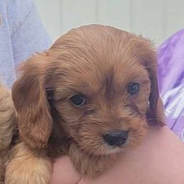 Cavapoo Puppies from Jessie's Puppies