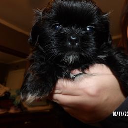 Shih Tzu Puppies from Diamond Mountain Shih Tzus